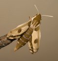 Hyles euphorbiae90.jpg