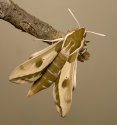 Hyles euphorbiae92.jpg