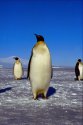 foto_penguins_36.jpg