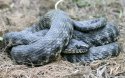 Natrix tesselata24.jpg