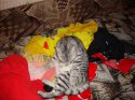 DSC00272.jpg