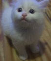 kote-03.jpg