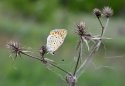 IMG_1707.jpg