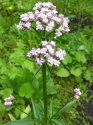 valeriana.jpg
