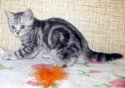 Котята 5.jpg