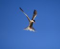 IMG_5702.JPG