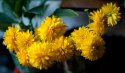 yellow_flowers.jpg