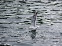 DSC09331.jpg