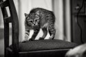 DSC_4125-Edit-2_.jpg