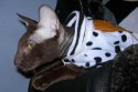 DSCN8011.jpg