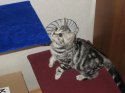 cat5.jpg