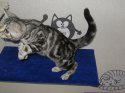 cat8.jpg