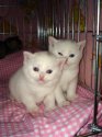 коты1.jpg
