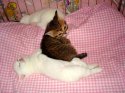 коты2.jpg