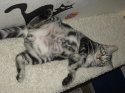 cat3.jpg