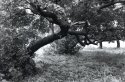 Dream_Forest_Web.jpg