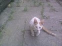 29072011066.jpg