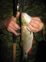 IMG_1055.jpg