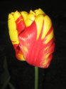 IMG_1403 copy_2.jpg