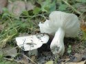 Tricholoma_columbetta_1.jpg