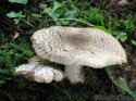 Tricholoma_pardinum_3_1.jpg