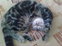 котя.jpg