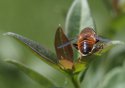 fly001.jpg