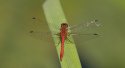 dragonfly.jpg