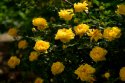 DSC04922-web.jpg